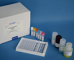 HX-A1002First Strand cDNA Synthesis Kit with DNase（All-in-One)